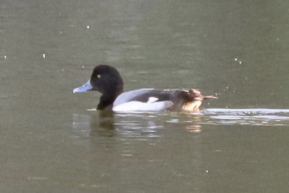 Greater Scaup - ML529560851