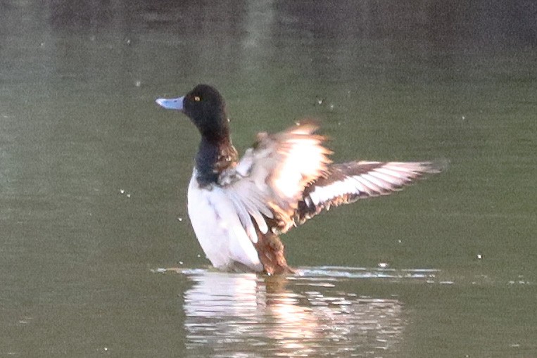 Greater Scaup - ML529560861
