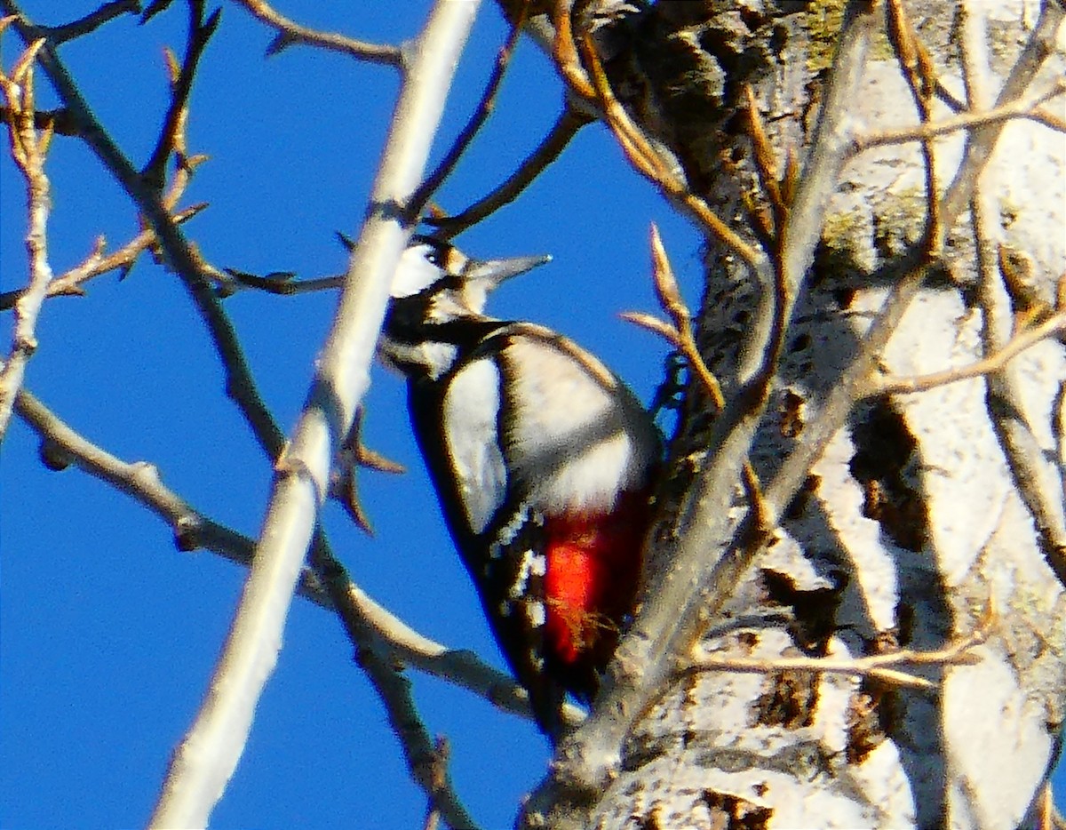 Great Spotted Woodpecker - ML529560891