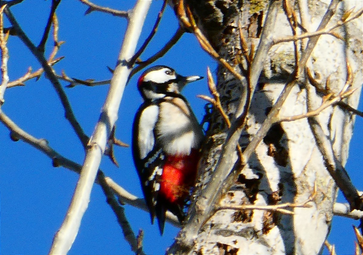 Great Spotted Woodpecker - ML529560901