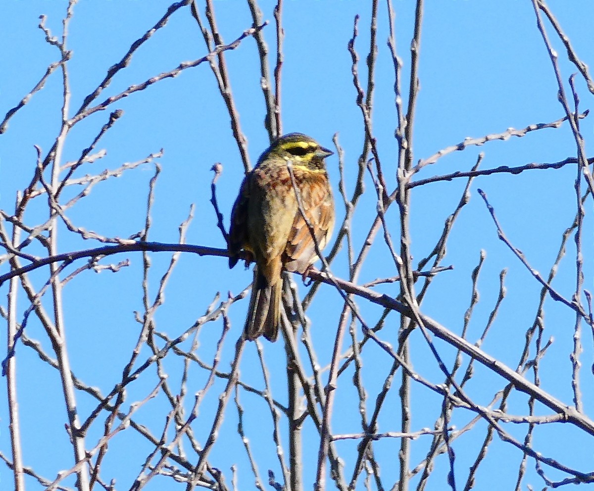 Cirl Bunting - ML529561441