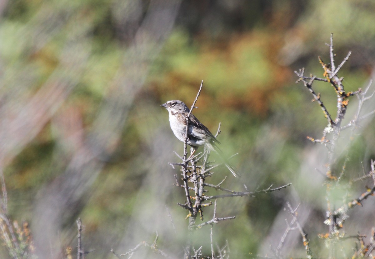 Bell's Sparrow - ML529561691