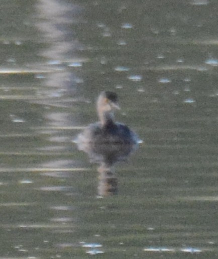 Least Grebe - ML529562181