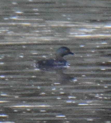 Least Grebe - ML529562191