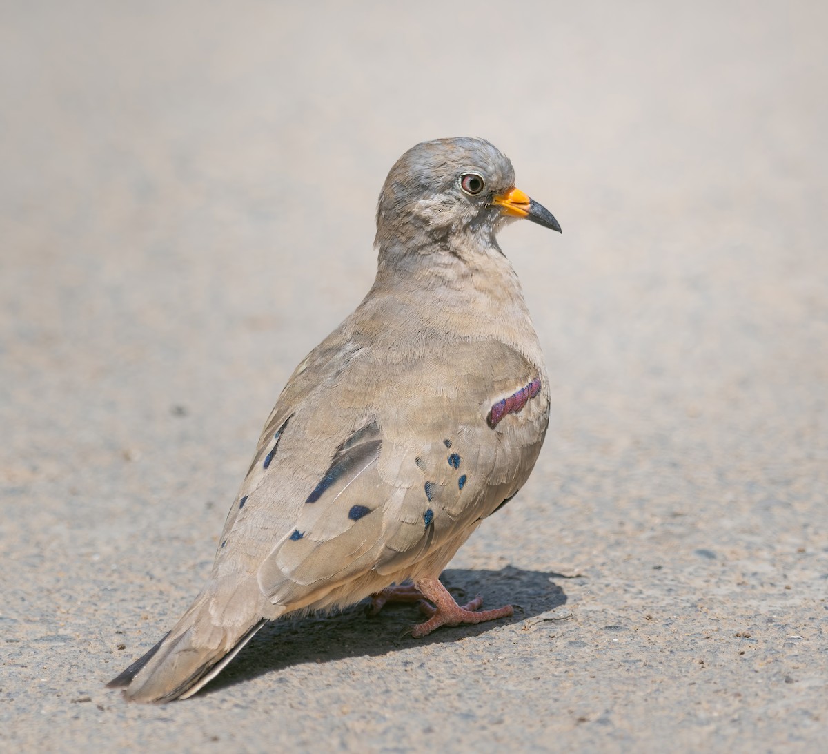 Croaking Ground Dove - ML529562371