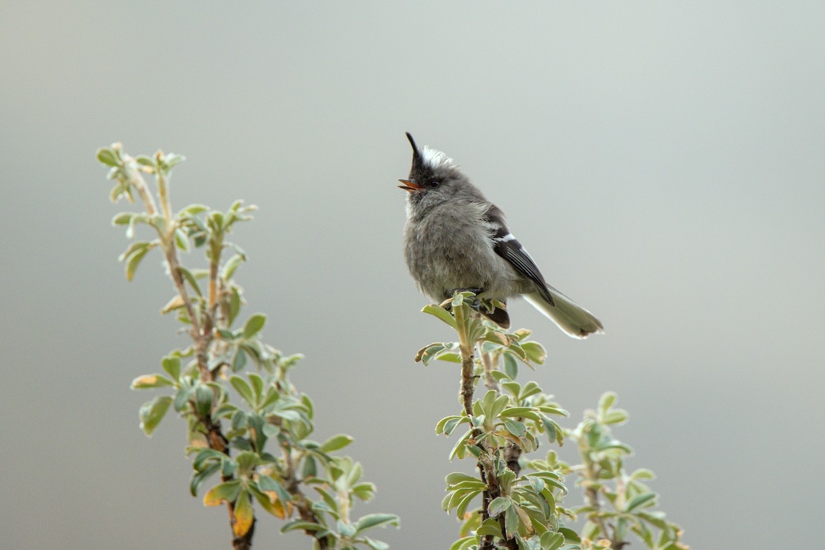 Ash-breasted Tit-Tyrant - ML529562401