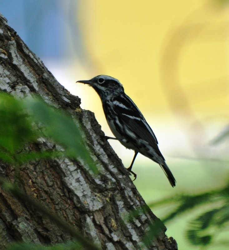 Black-and-white Warbler - Adam Wood