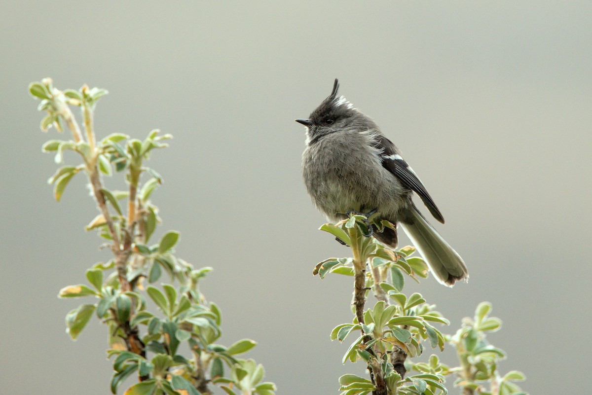 Ash-breasted Tit-Tyrant - Jaime Valenzuela Trujillo