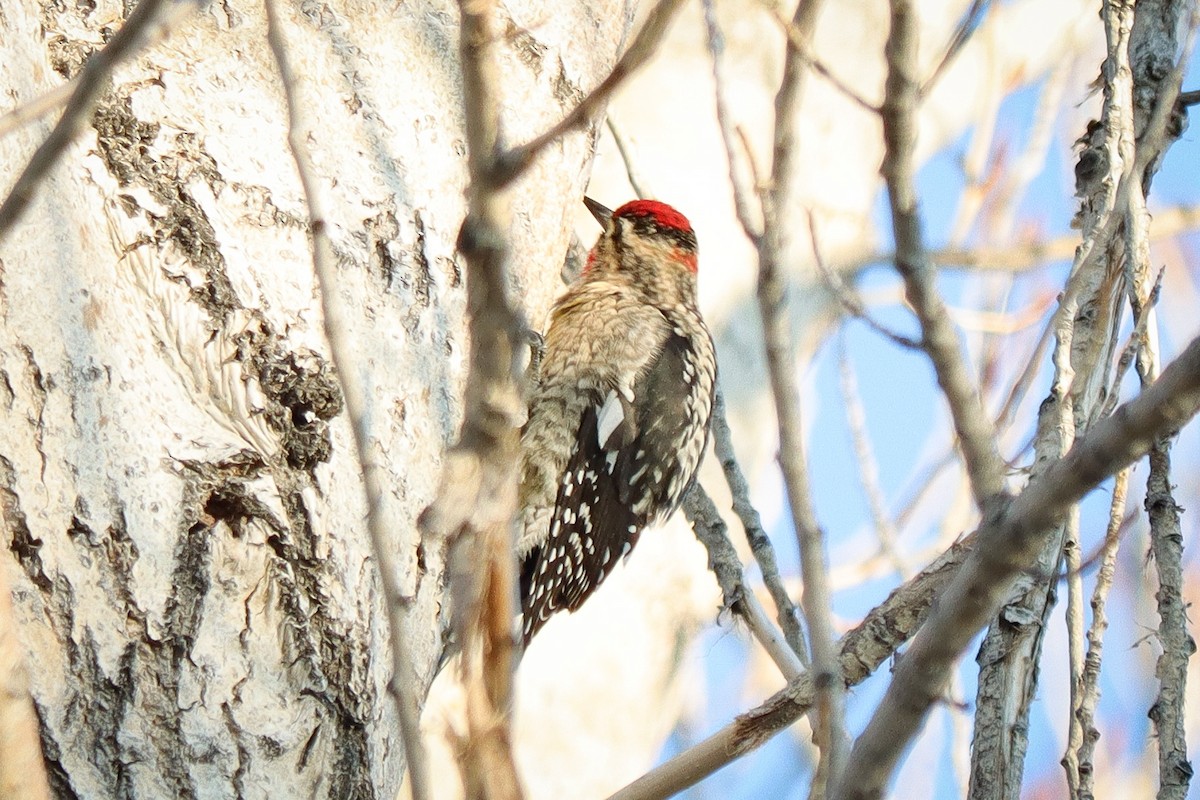 Red-naped Sapsucker - ML529563291