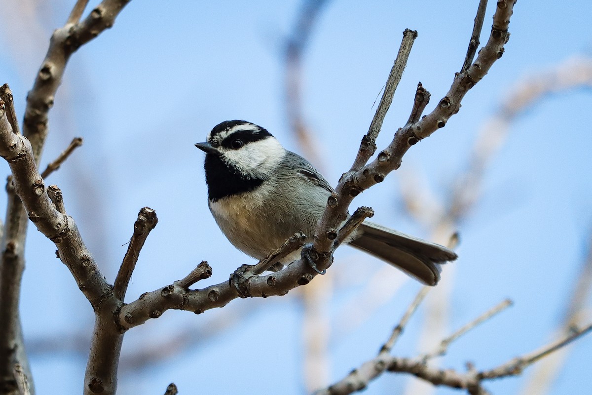 Mountain Chickadee - ML529563421