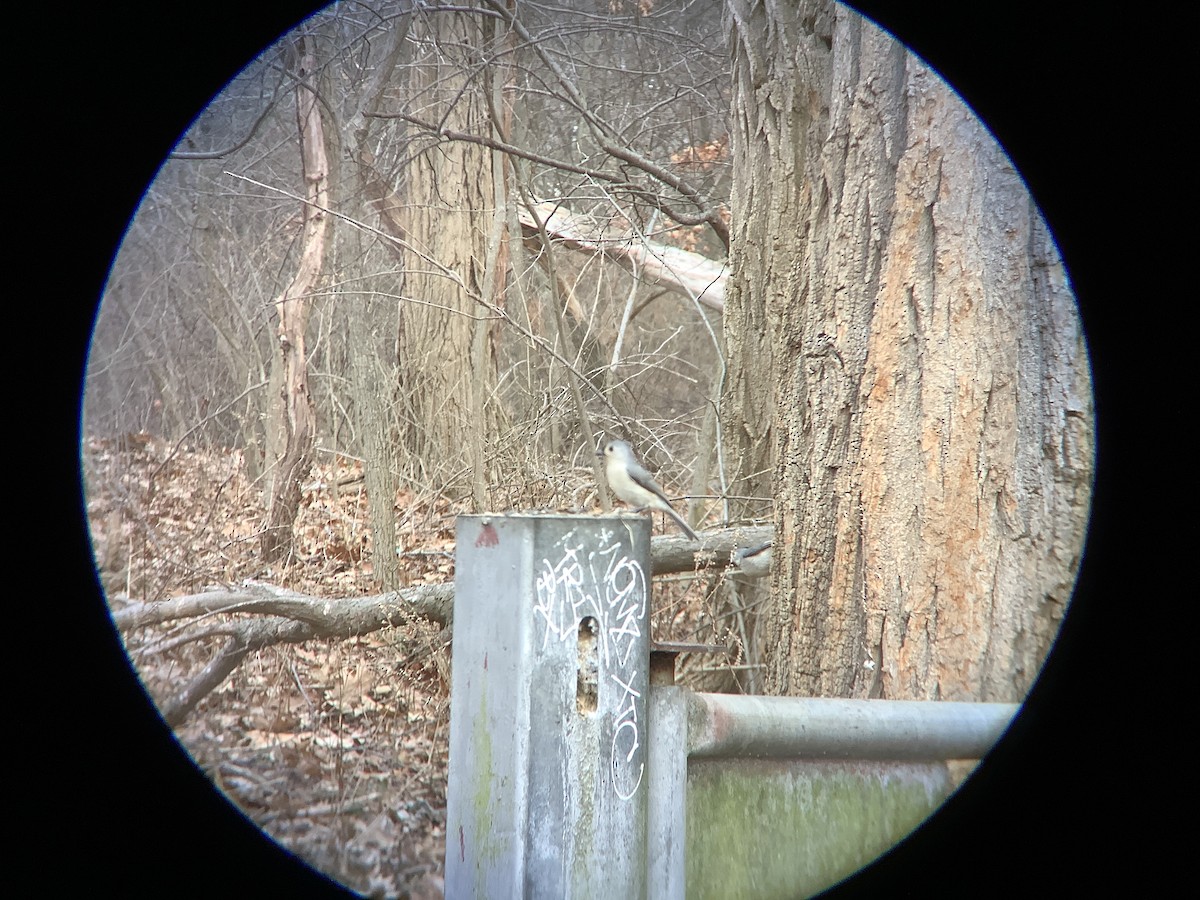 Tufted Titmouse - ML529563631