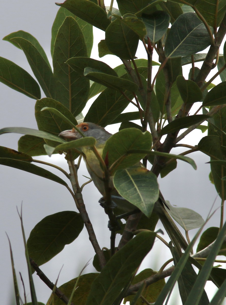 Rufous-browed Peppershrike - ML529563751