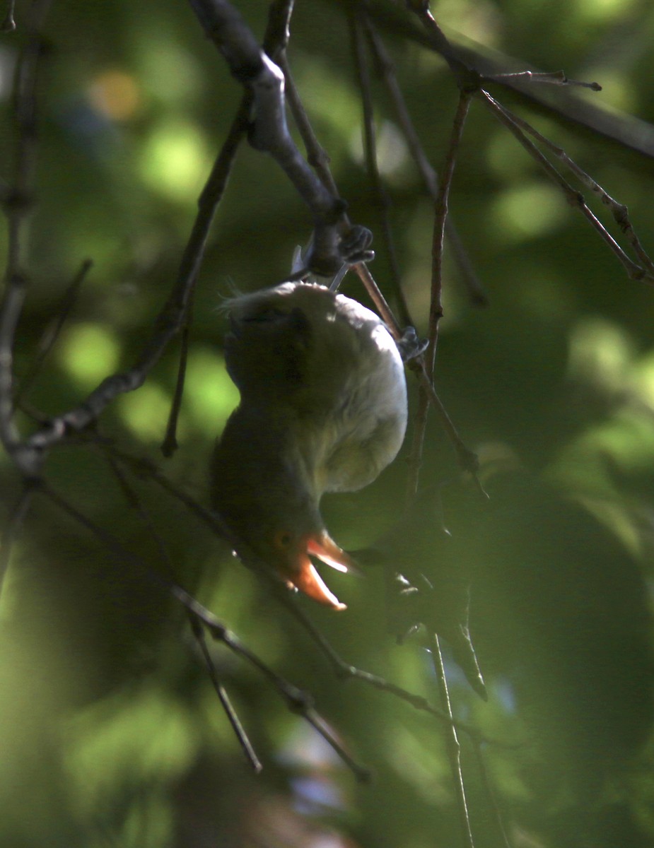 Rufous-browed Peppershrike - ML529563761