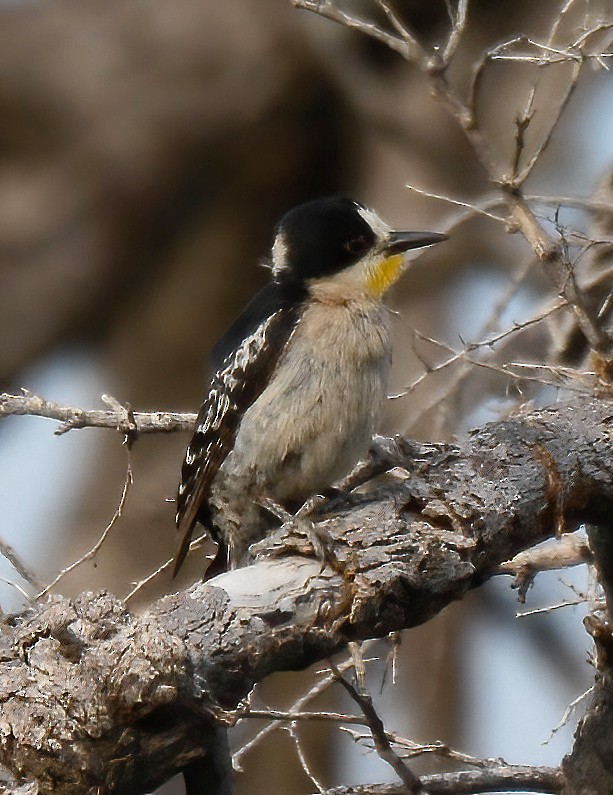 White-fronted Woodpecker - ML529564341