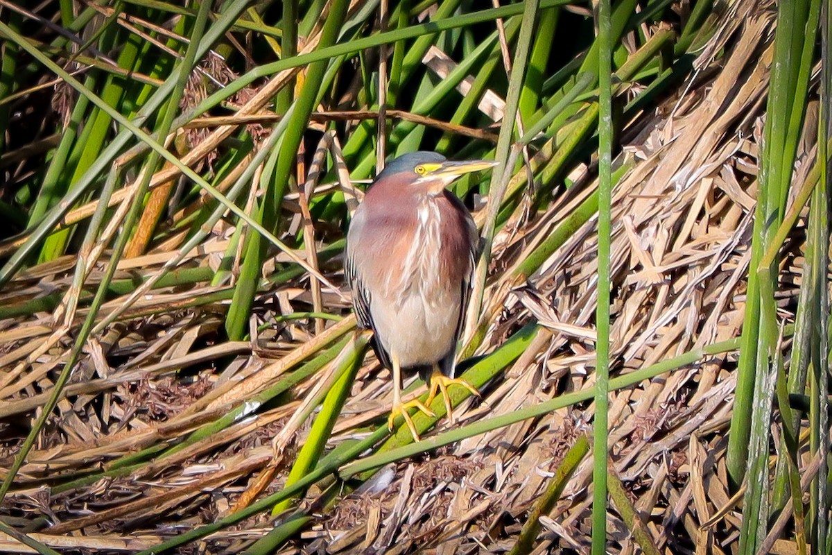 Green Heron - Andrew Masaitis