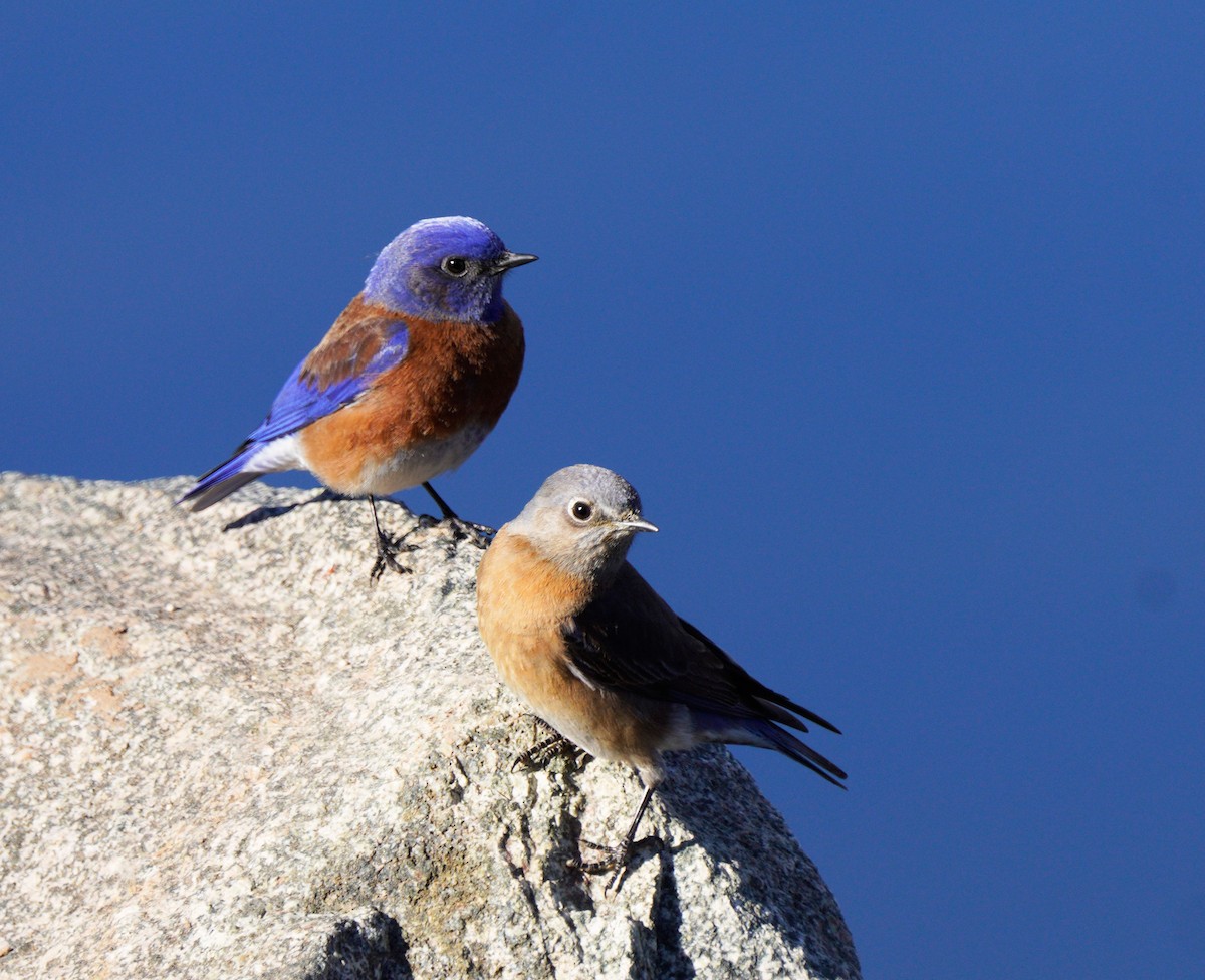 Western Bluebird - Gaurav Parekh