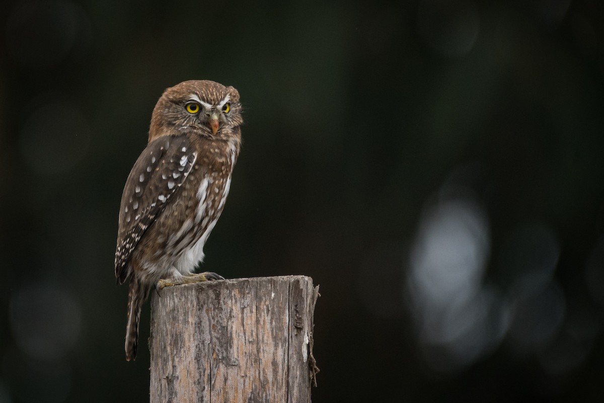 Austral Pygmy-Owl - ML52956521