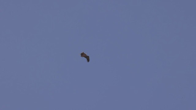 Lappet-faced Vulture - ML529565411