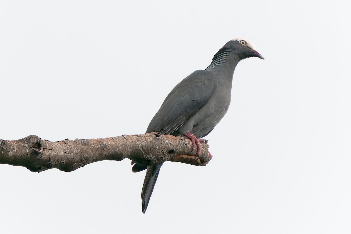 White-crowned Pigeon - ML529566101