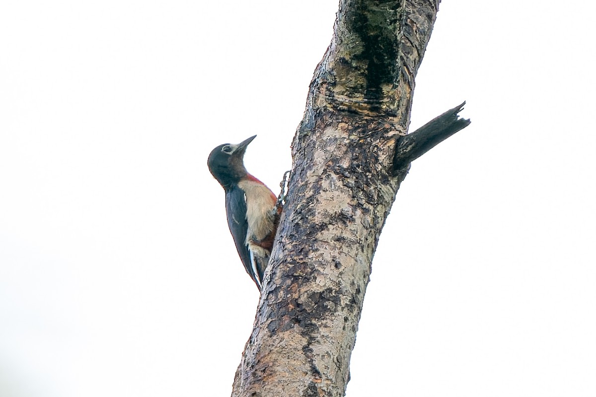 Puerto Rican Woodpecker - ML529566221