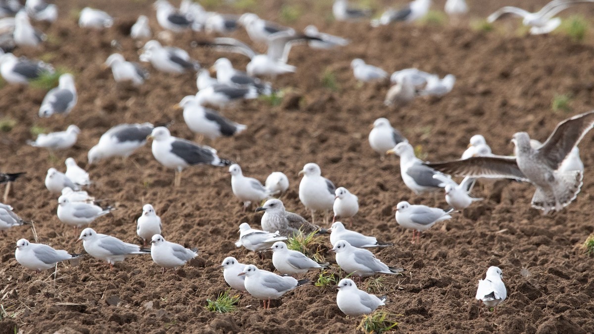 Black-headed Gull - ML529566231