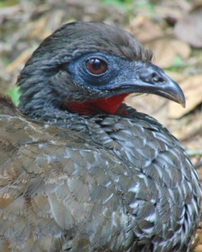 Cauca Guan - ML529566341