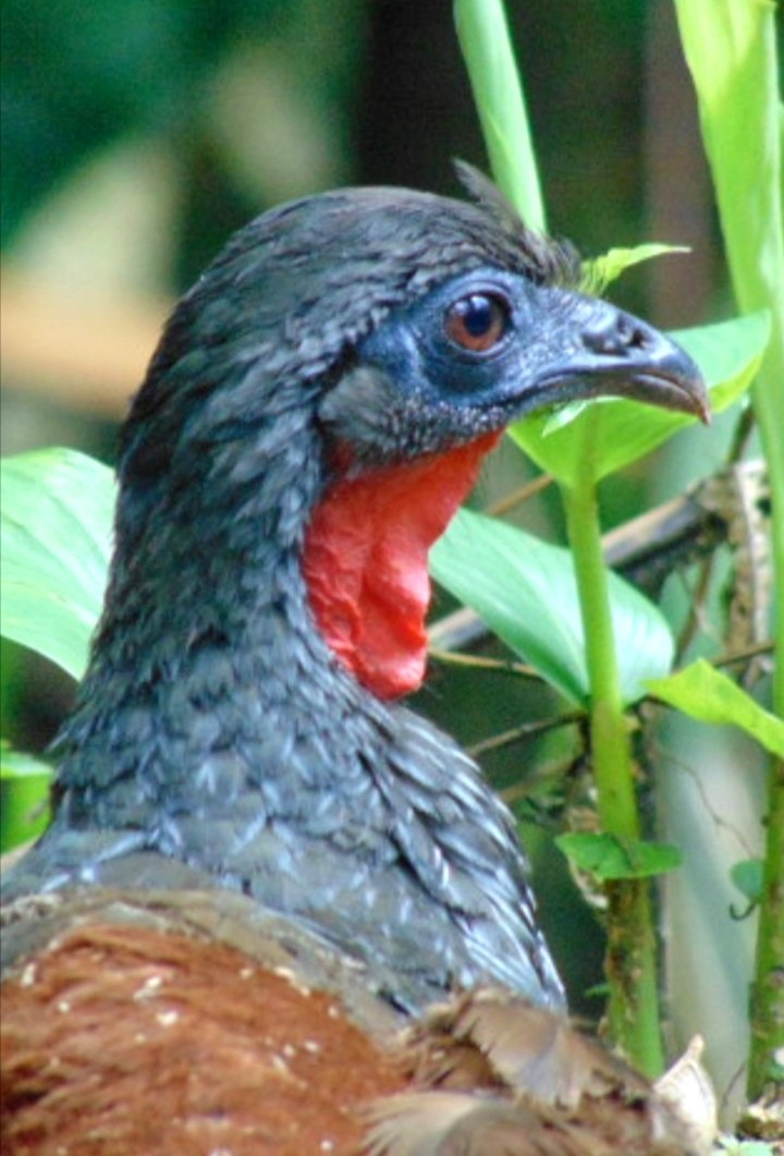 Cauca Guan - ML529566351