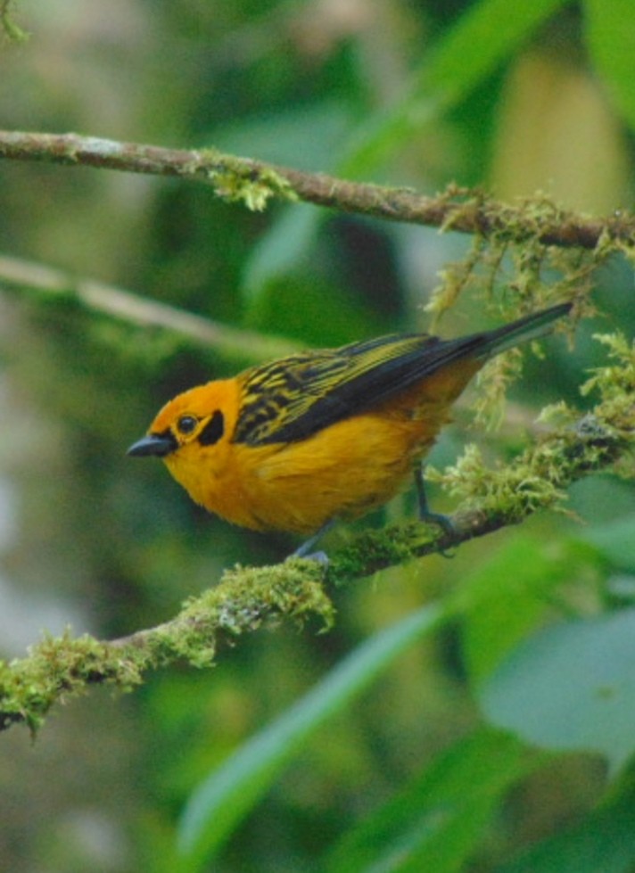 Golden Tanager - ML529566501