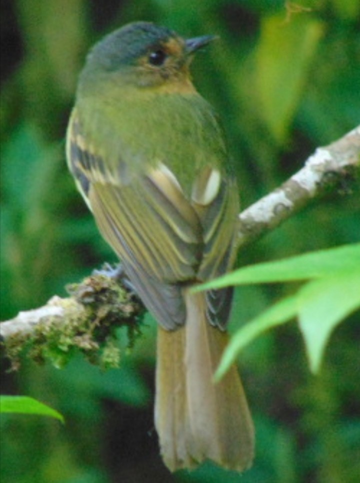 Rufous-breasted Flycatcher - ML529566551