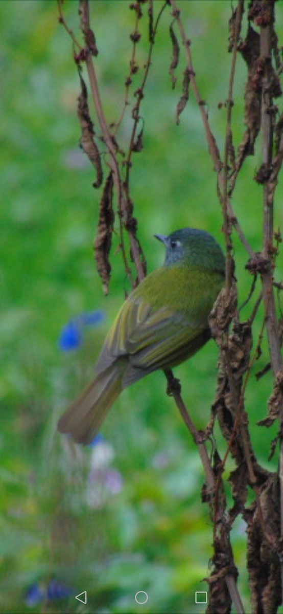 Streak-necked Flycatcher - ML529567861