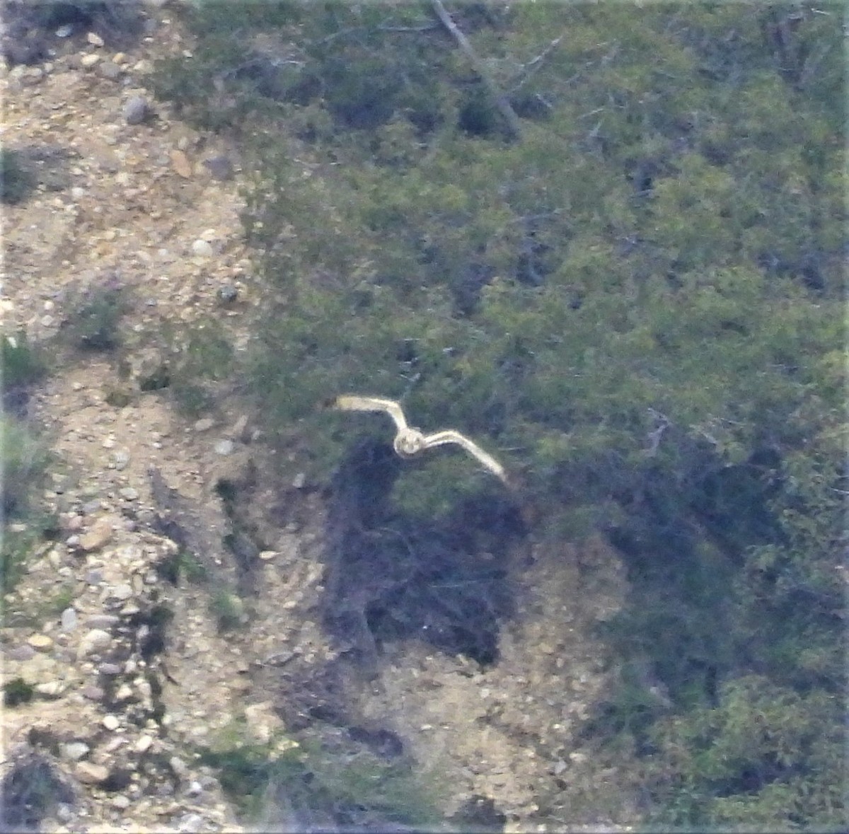 Short-eared Owl - ML529569951