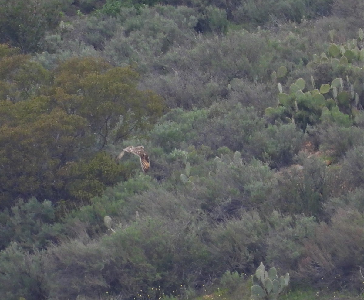 Short-eared Owl - ML529569961