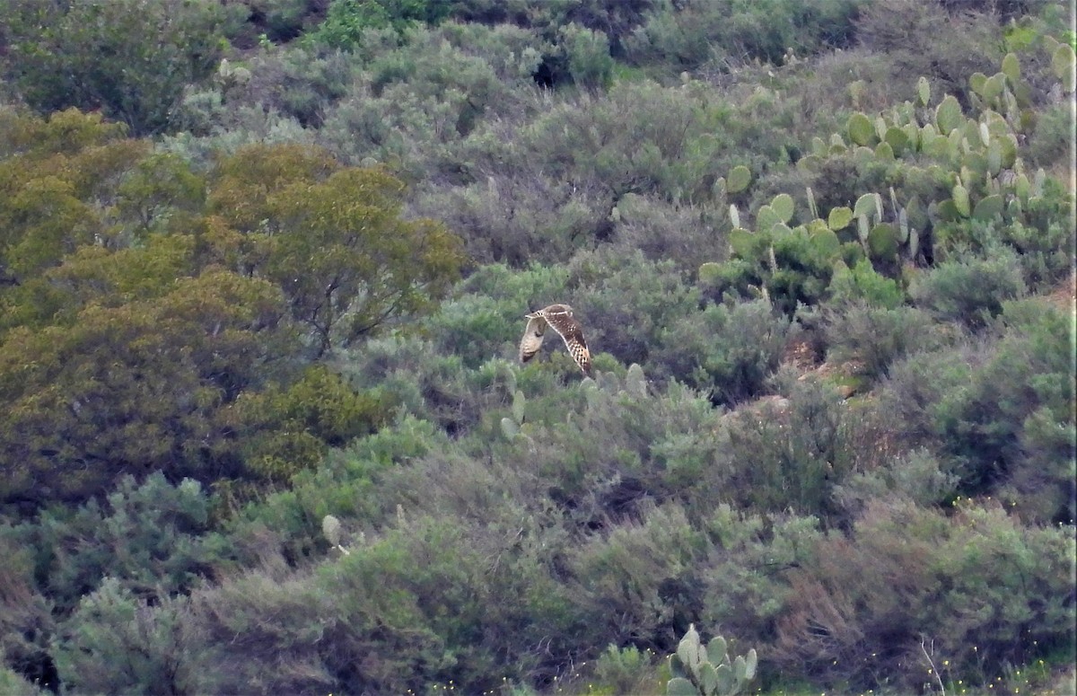 Short-eared Owl - ML529569991