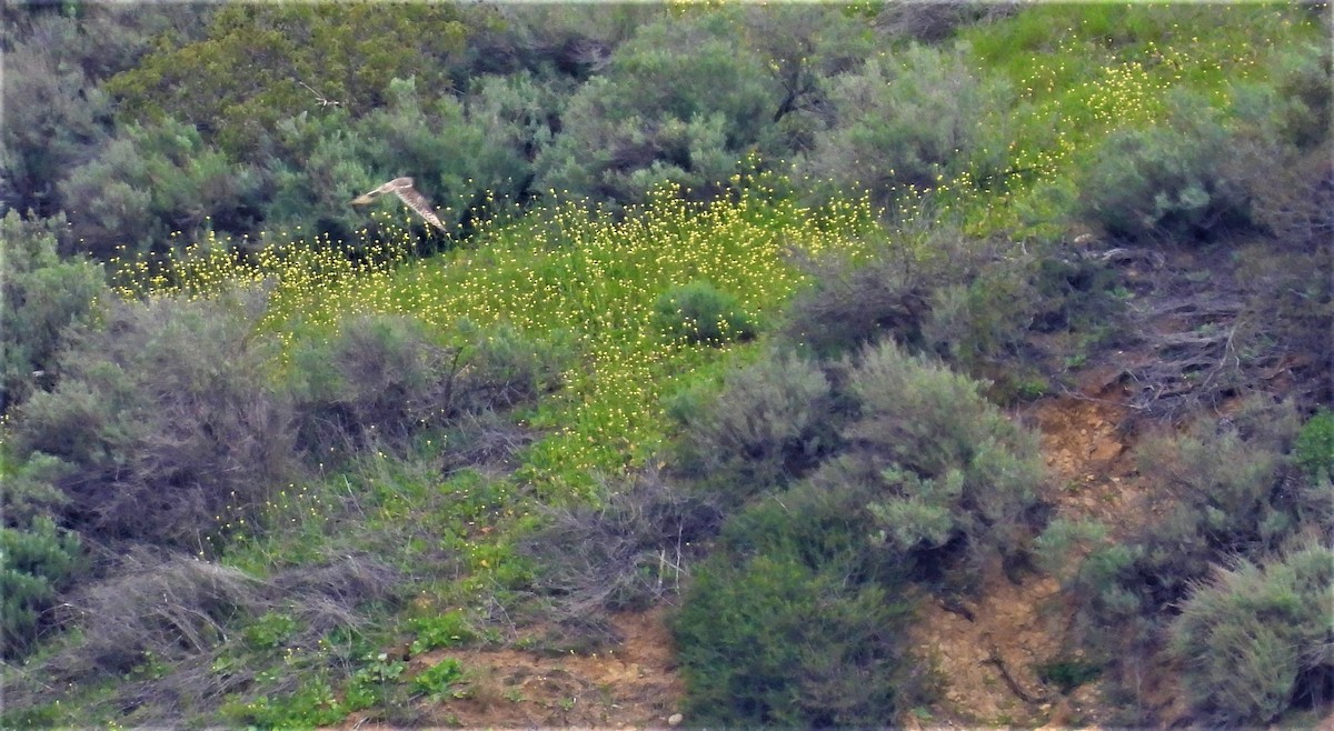 Short-eared Owl - ML529570001