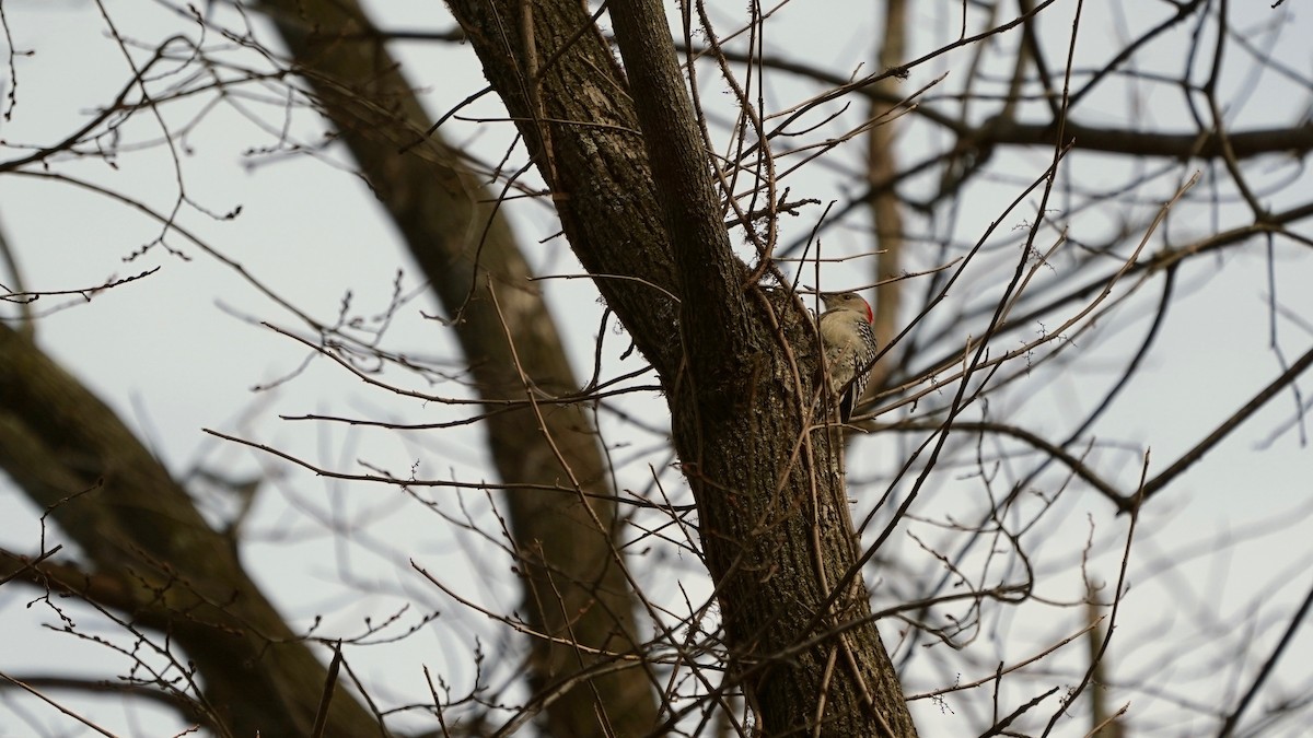 Red-bellied Woodpecker - ML529570441