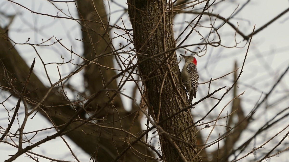 Red-bellied Woodpecker - ML529570471