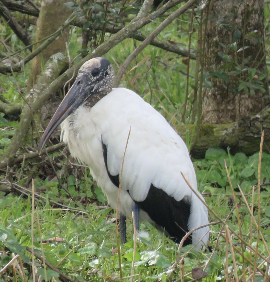 Wood Stork - ML529570491