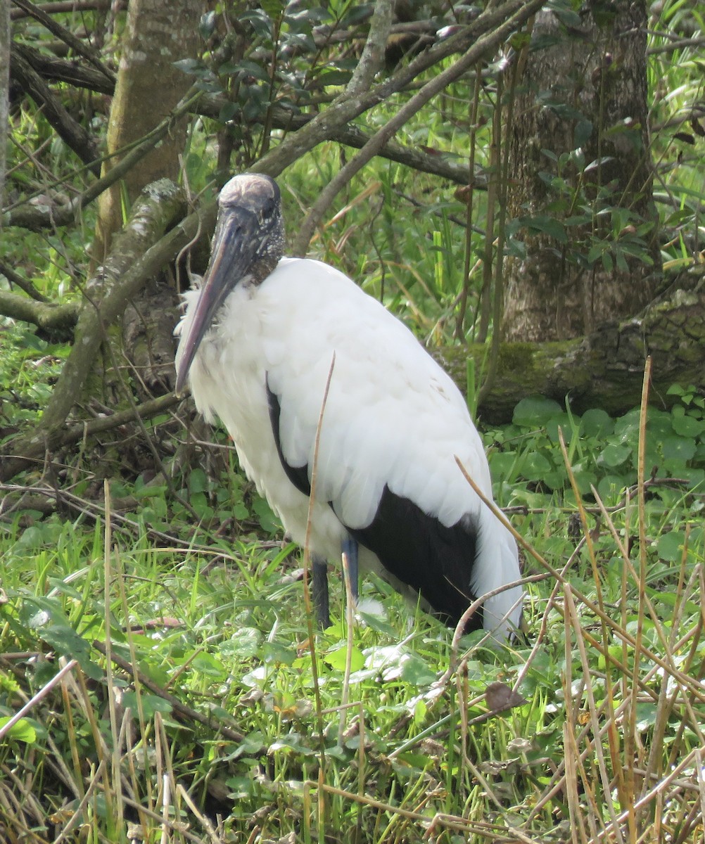 Wood Stork - ML529570681