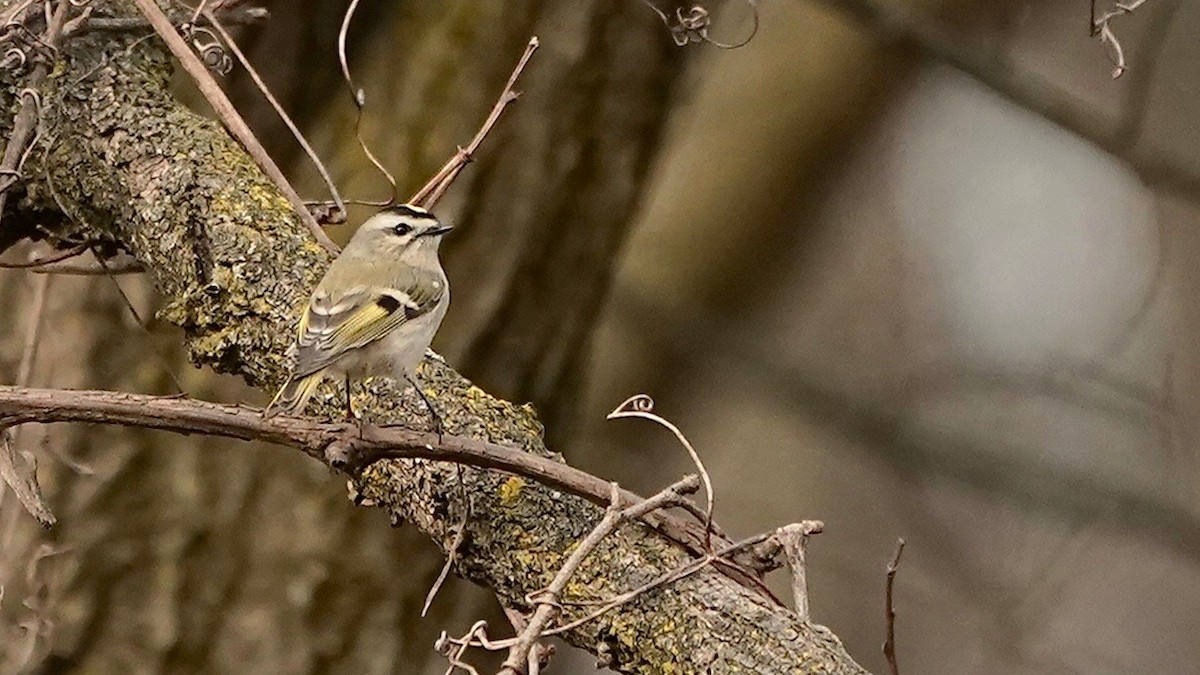 Golden-crowned Kinglet - ML529570701