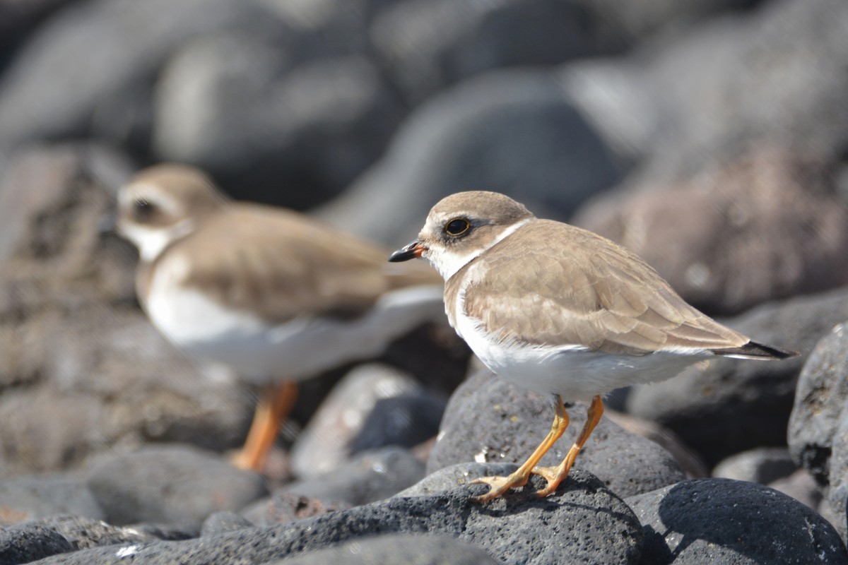Semipalmated Plover - Ben Jobson