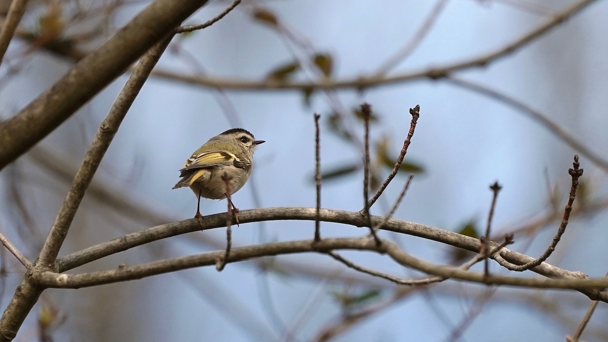 Golden-crowned Kinglet - ML529570951