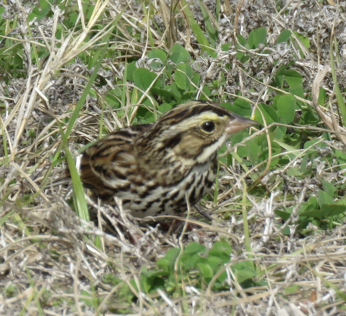 Savannah Sparrow - ML529571361