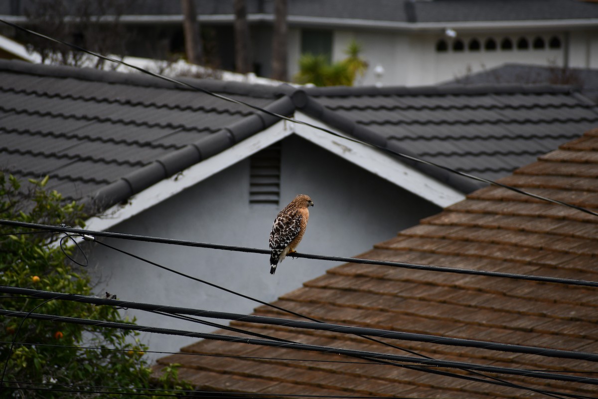 Red-shouldered Hawk - ML529571811