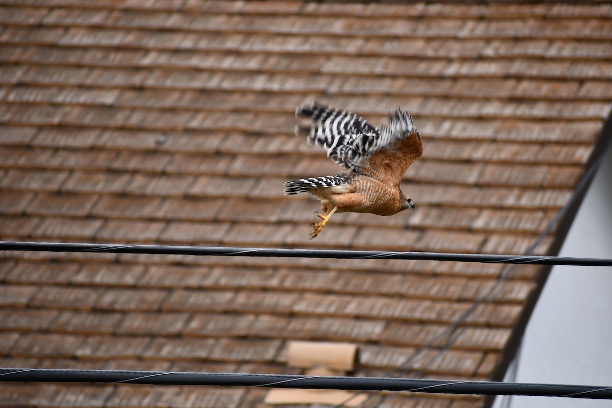 Red-shouldered Hawk - Andy H