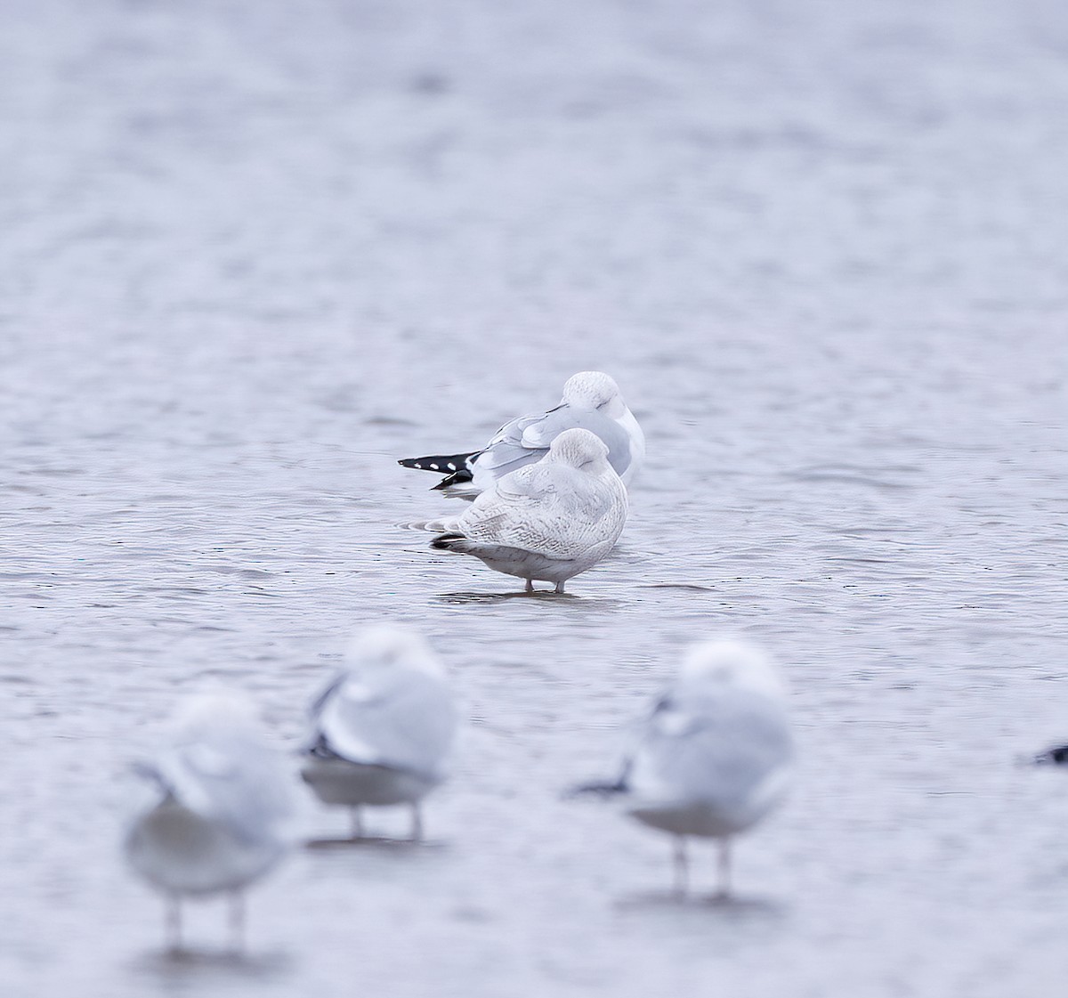 Iceland Gull - Scott Sneed