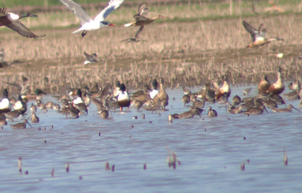 Long-billed Dowitcher - ML529572311