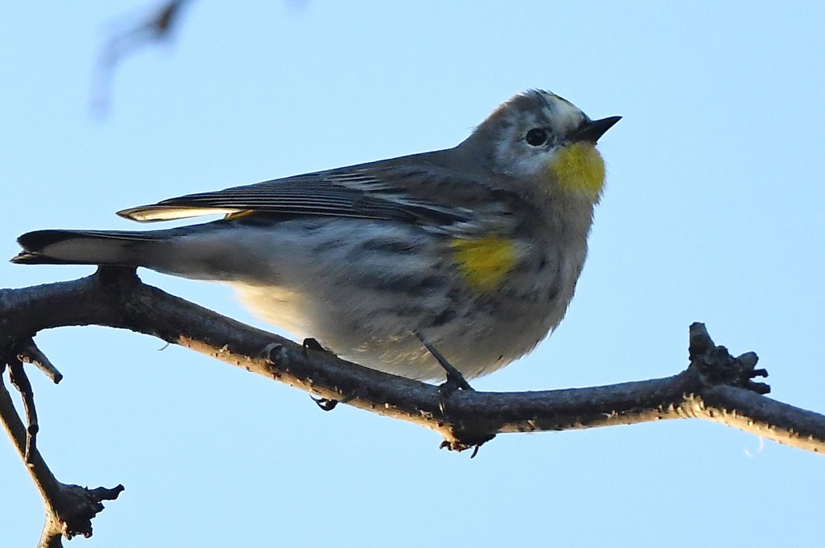 Yellow-rumped Warbler (Audubon's) - ML529573381