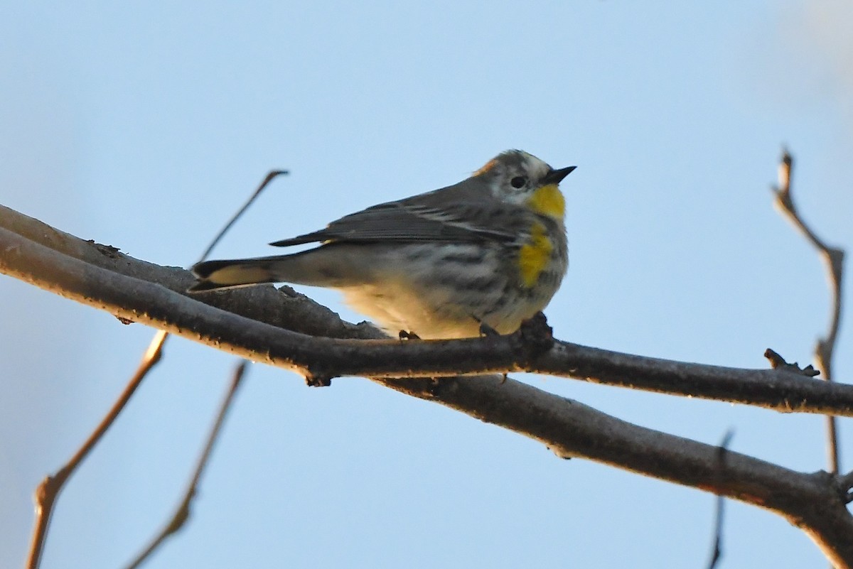 Yellow-rumped Warbler (Audubon's) - ML529573391