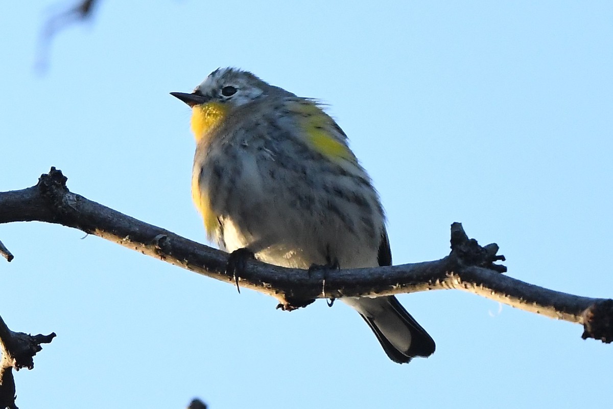 Yellow-rumped Warbler (Audubon's) - ML529573401