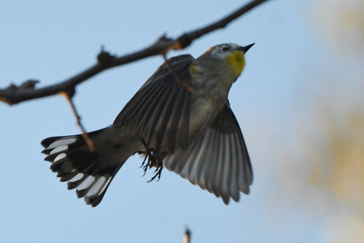 Yellow-rumped Warbler (Audubon's) - ML529573411